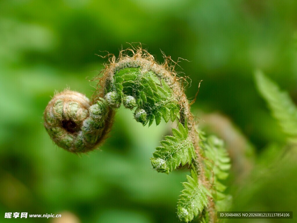 卷曲的蕨类植物嫩芽