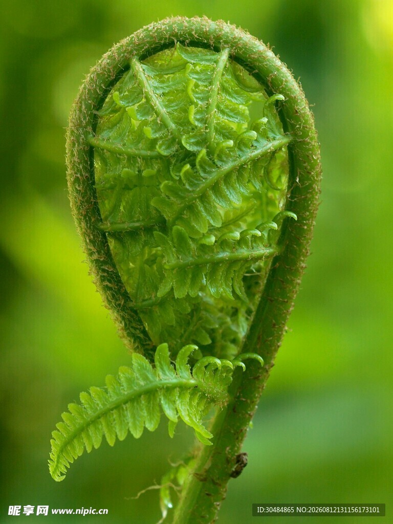 卷曲的嫩绿蕨类植物