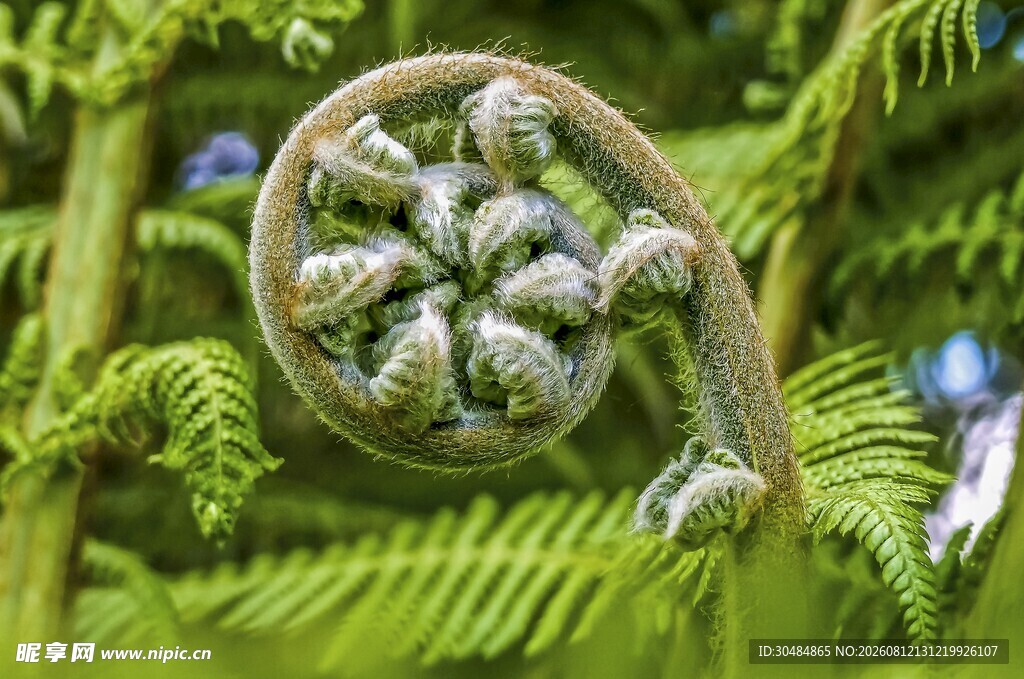 蕨类植物景观
