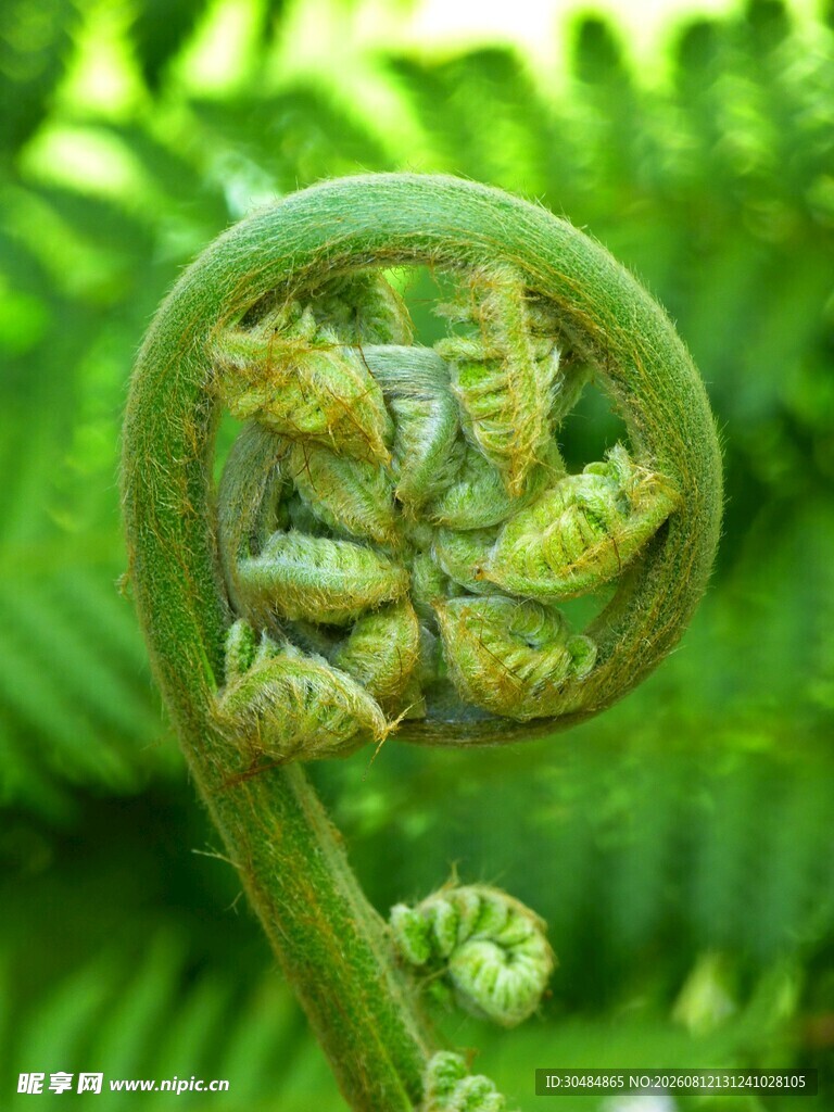 卷曲的蕨类植物嫩叶