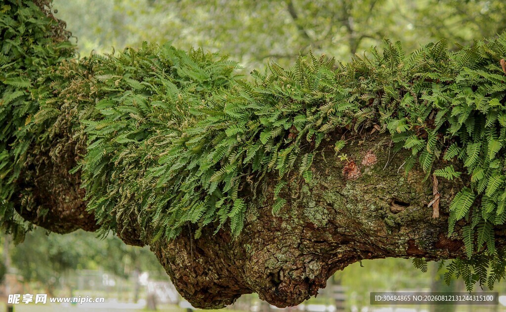长满绿植的奇特岩石