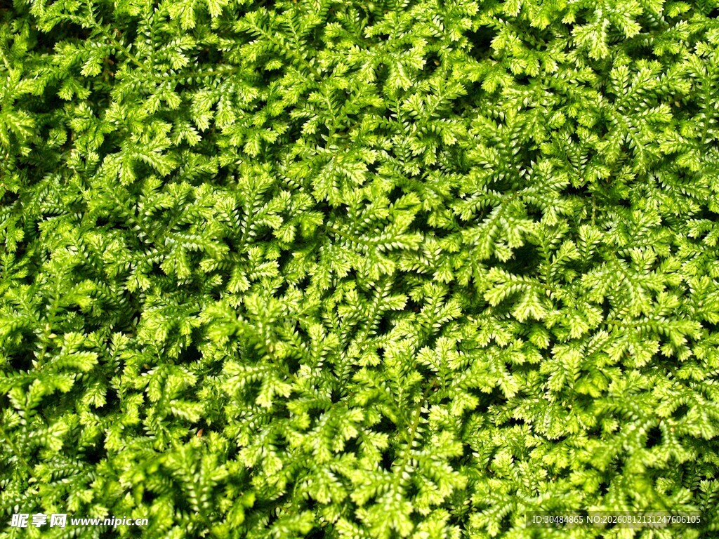 翠绿繁茂的植物墙