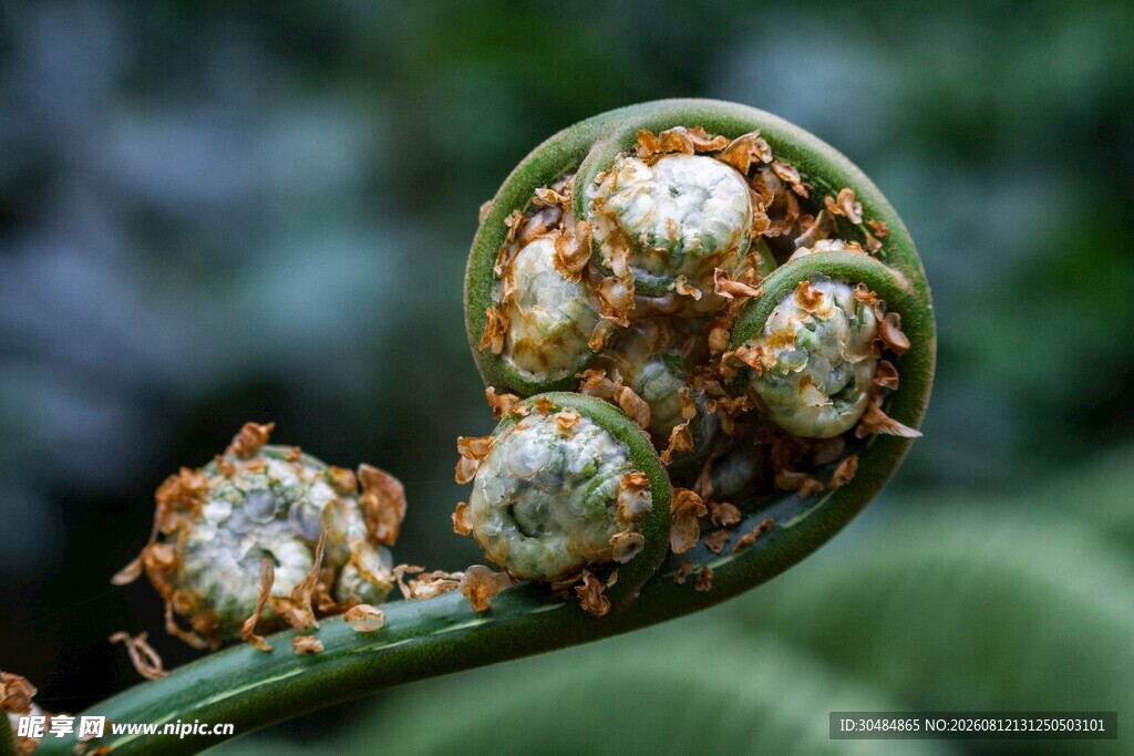 卷曲的蕨类植物嫩叶