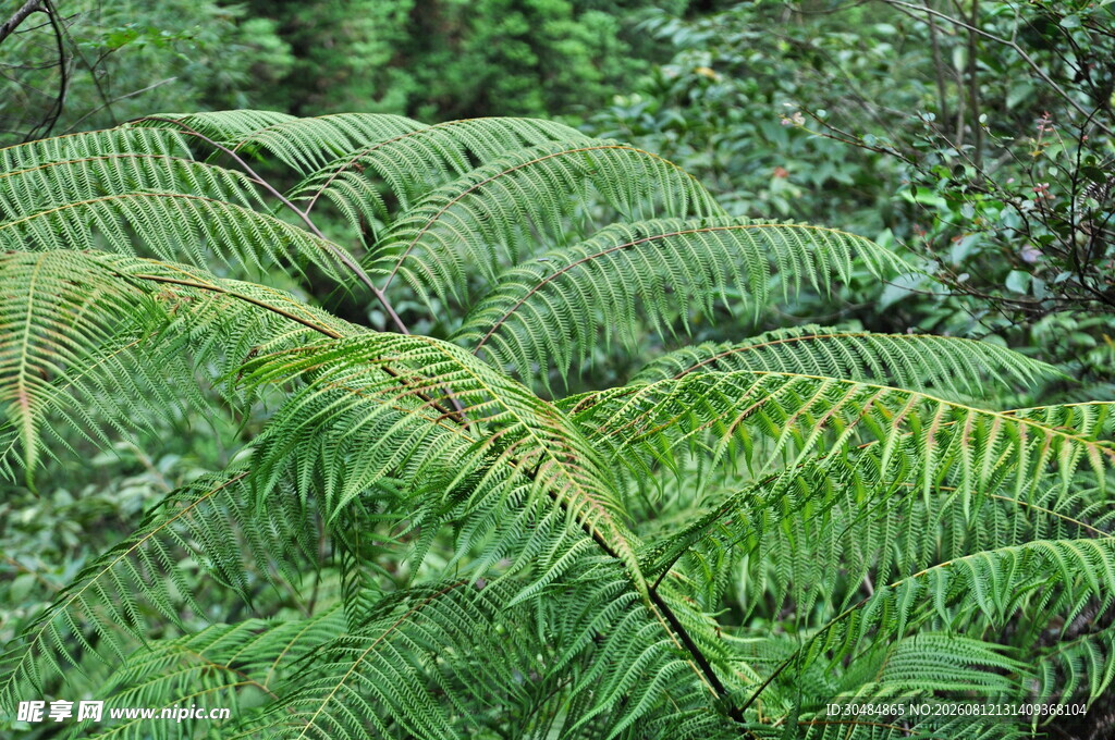翠绿蕨类植物特写