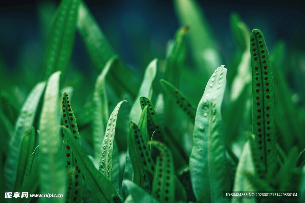 翠绿蕨类植物叶片特写