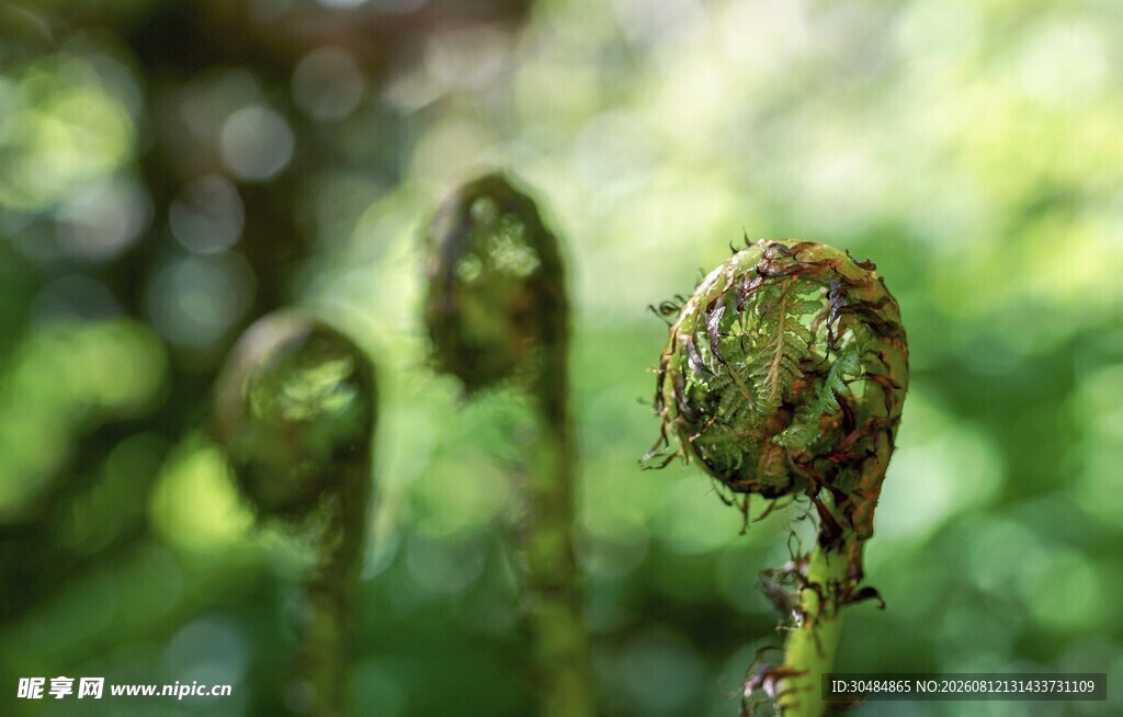 卷曲蕨类植物特写