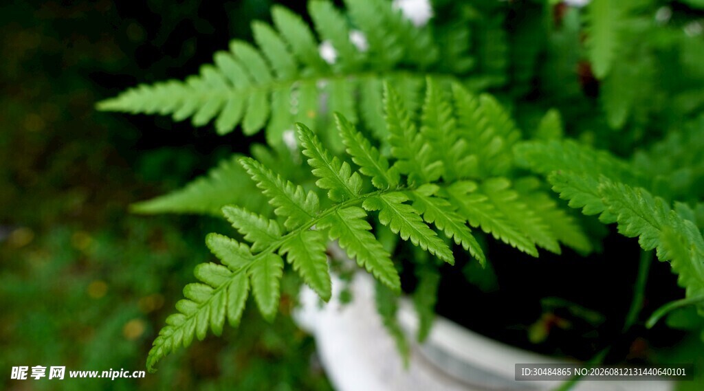 翠绿蕨类植物特写