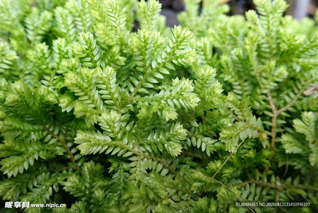 翠绿蕨类植物特写
