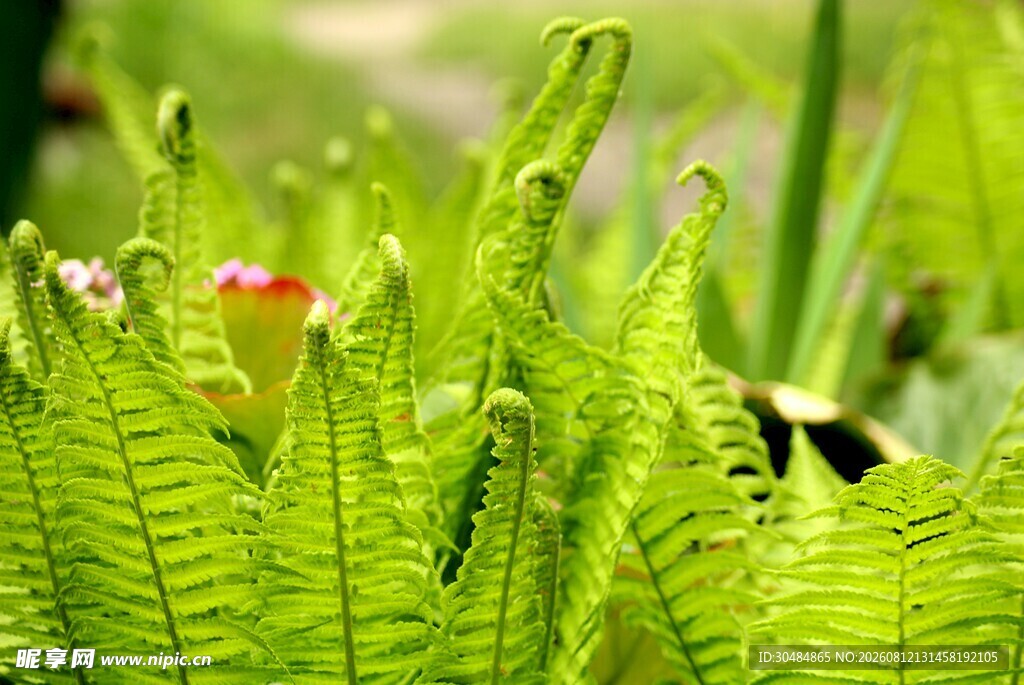 翠绿蕨类植物中的小花