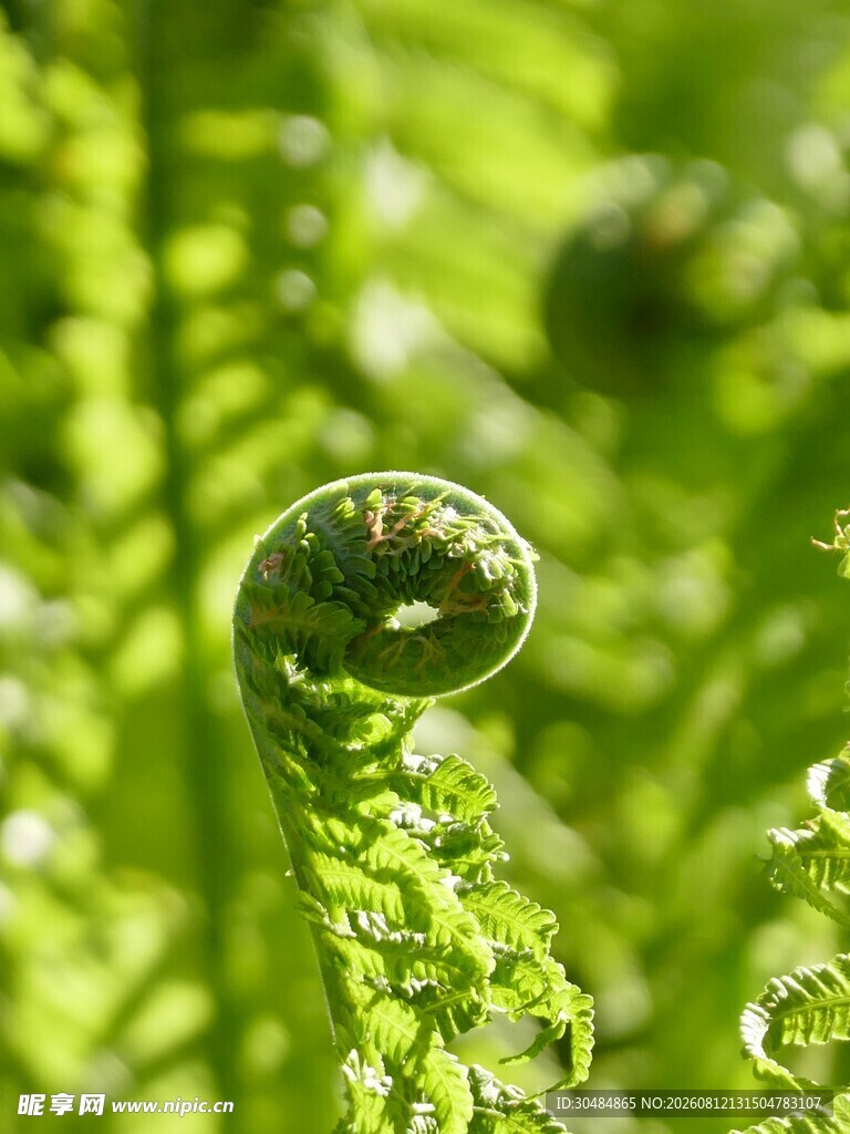 卷曲的蕨类植物新叶