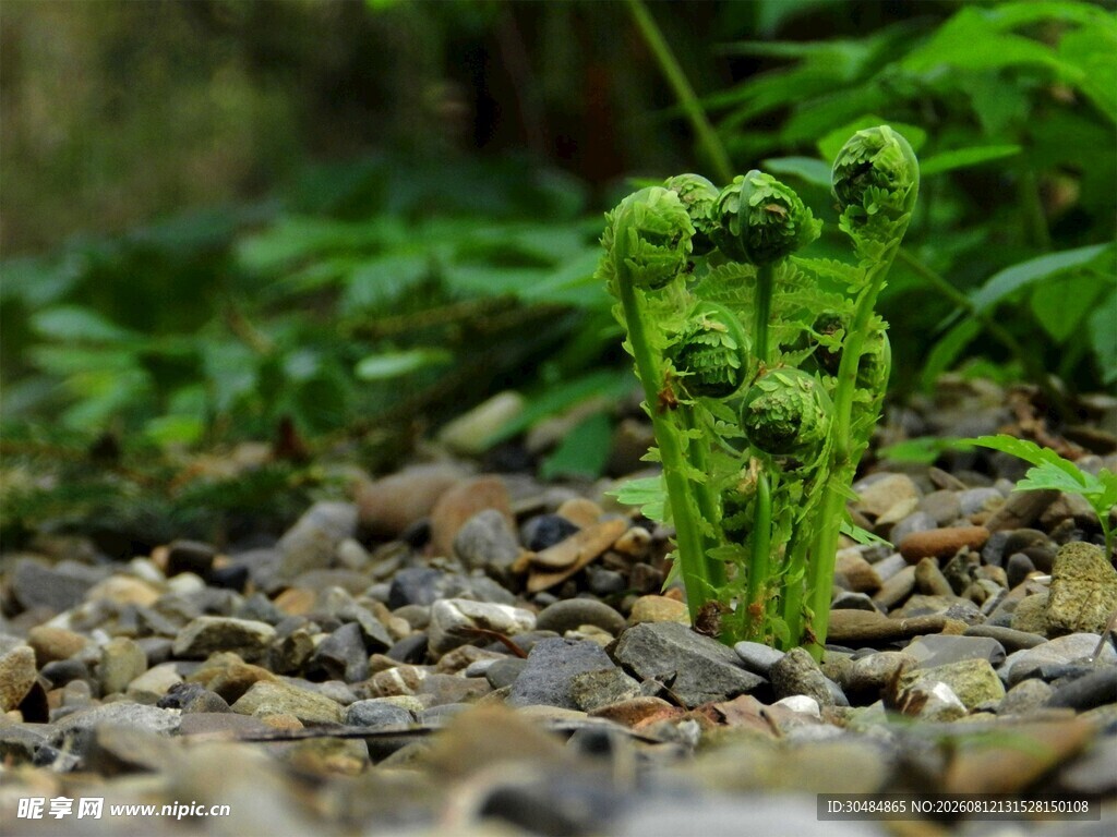 石缝中新生的嫩绿蕨类植物
