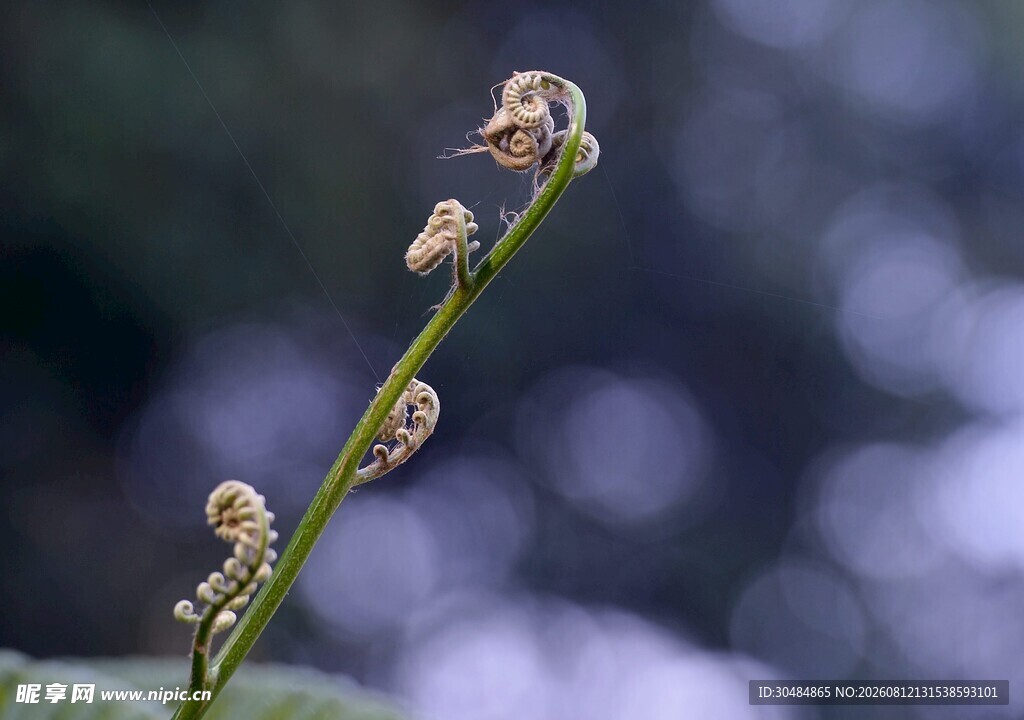 卷曲蕨类嫩芽特写