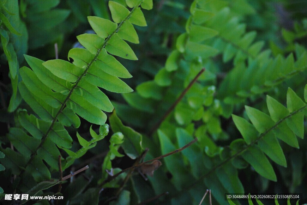 翠绿蕨类植物特写