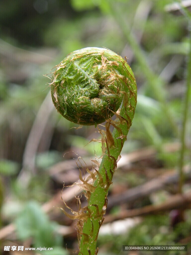卷曲的蕨类植物新芽