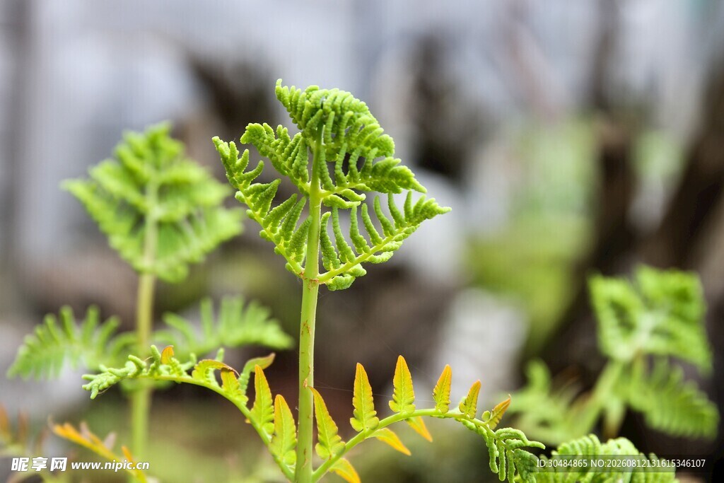 嫩绿蕨类植物特写