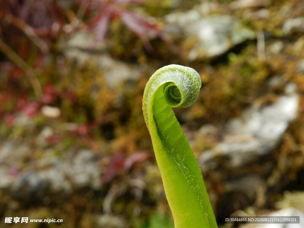 卷曲的嫩绿植物新芽