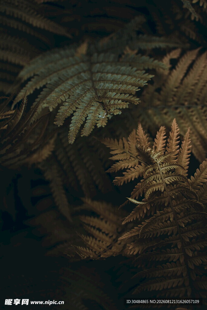 蕨类植物特写