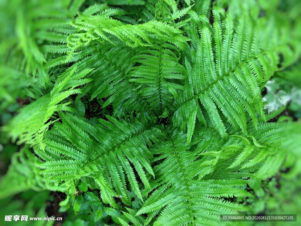 翠绿蕨类植物特写