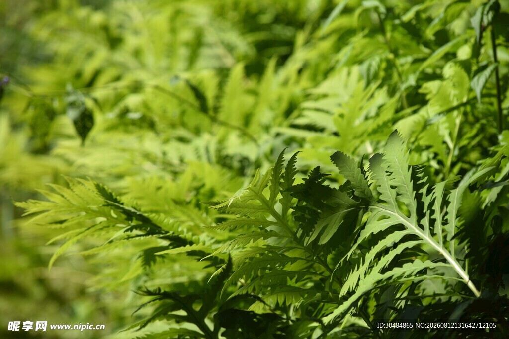 翠绿蕨类植物生机盎然