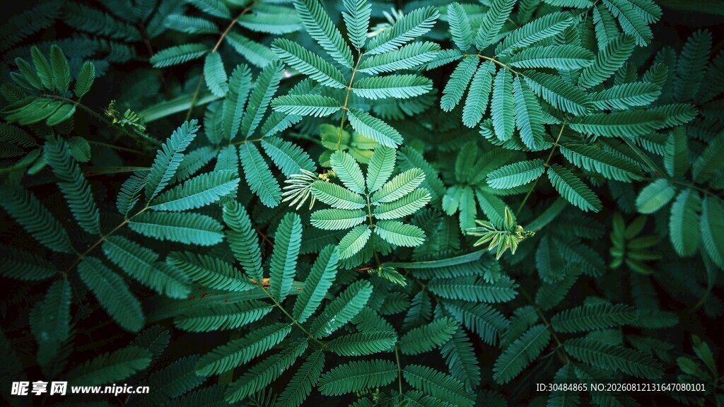翠绿繁茂的植物叶片