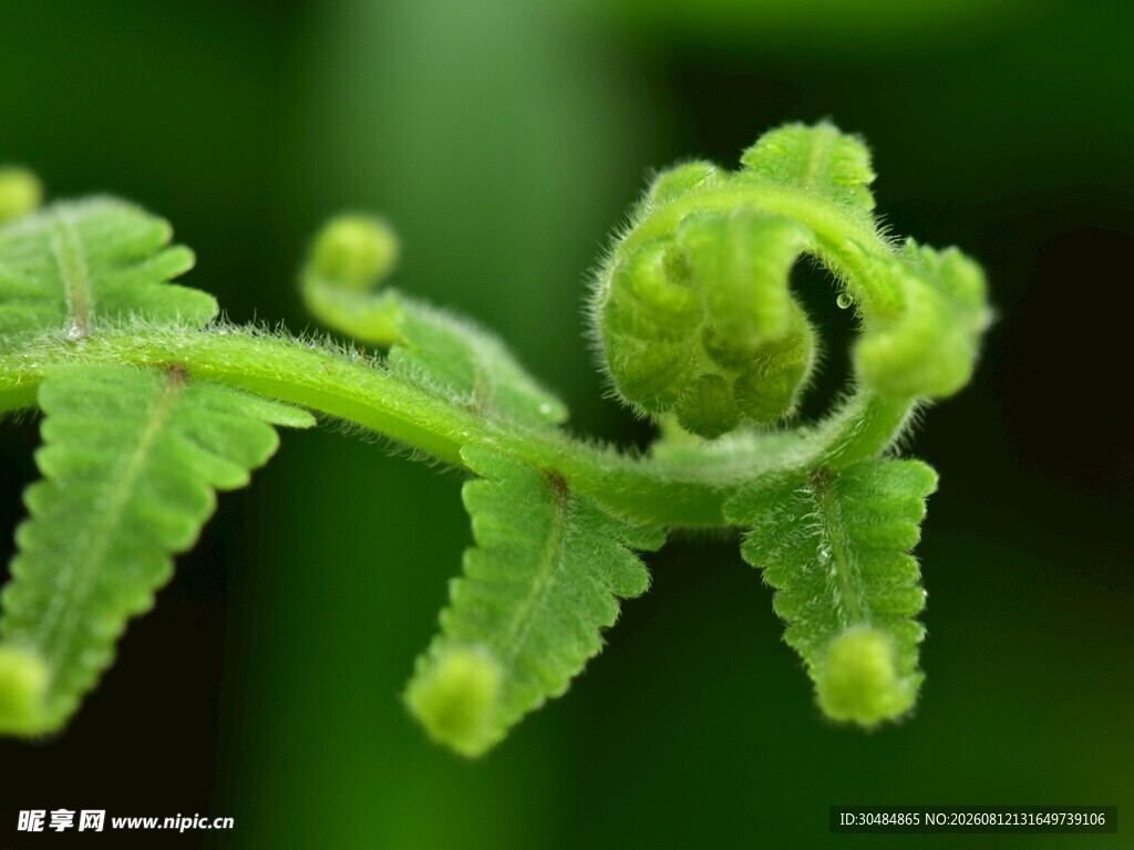 卷曲的嫩绿蕨类植物新芽