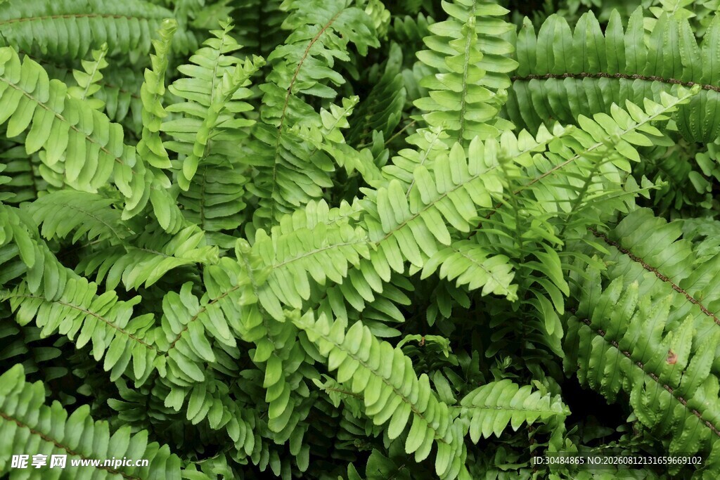 翠绿蕨类植物特写
