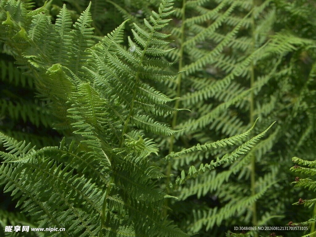 翠绿蕨类植物叶片特写