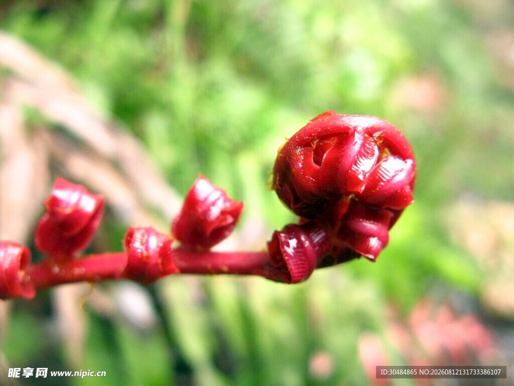 红色卷曲植物嫩芽特写