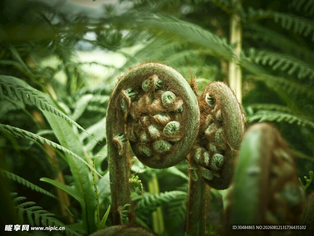 蕨类植物中的独特卷曲叶片