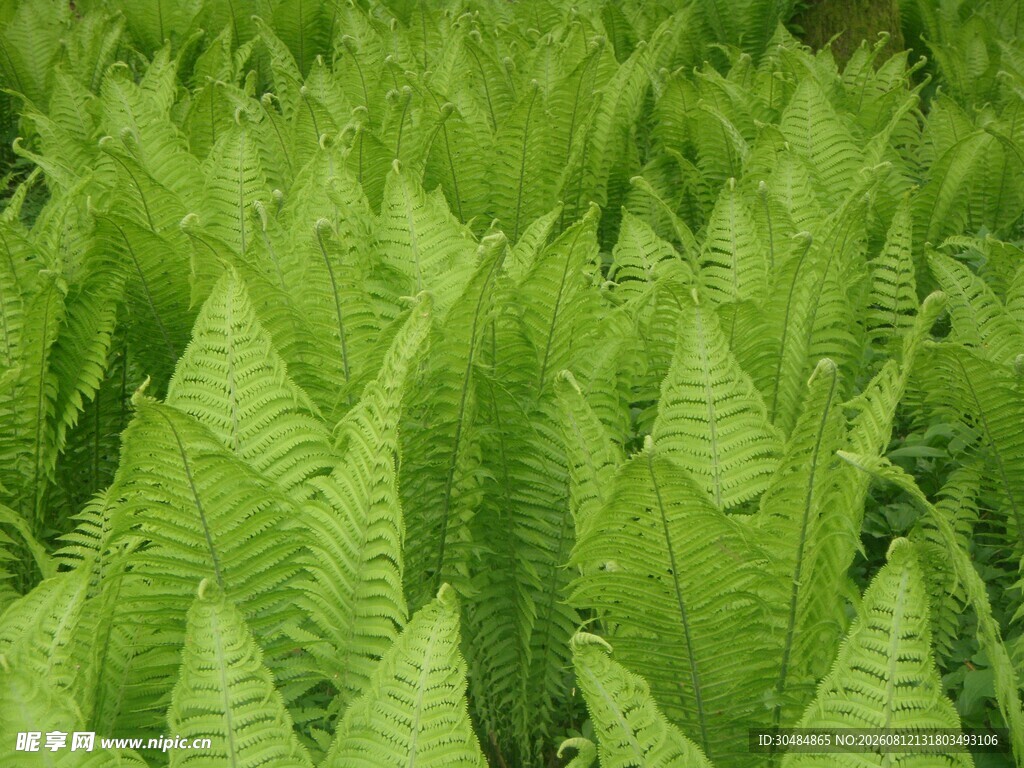 翠绿蕨类植物叶片特写