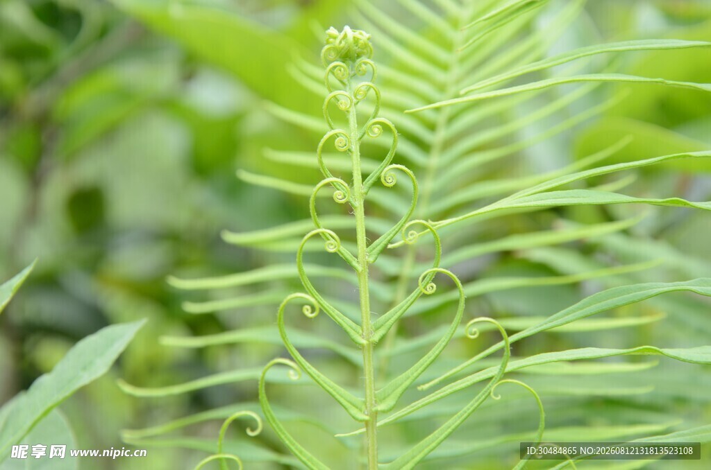 翠绿蕨类植物叶片特写