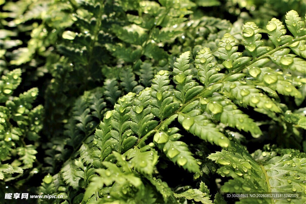 翠绿蕨类植物叶片特写