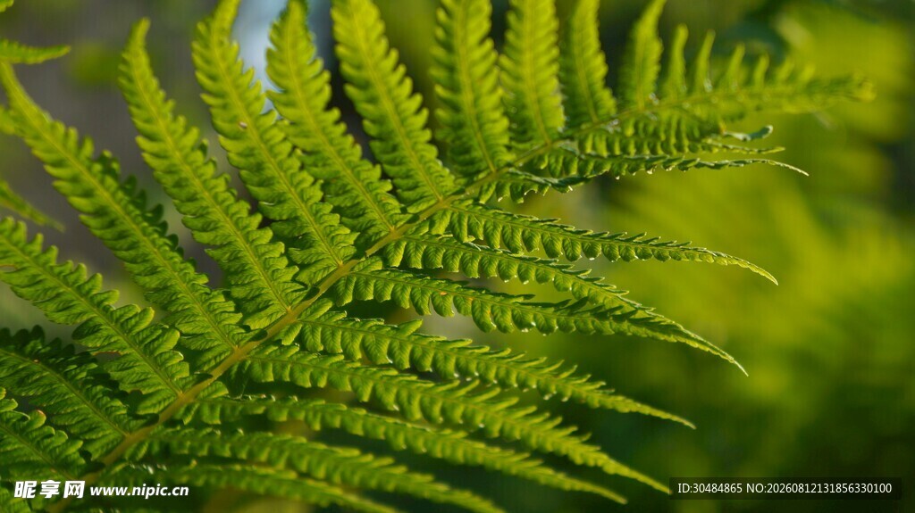 翠绿蕨类植物特写
