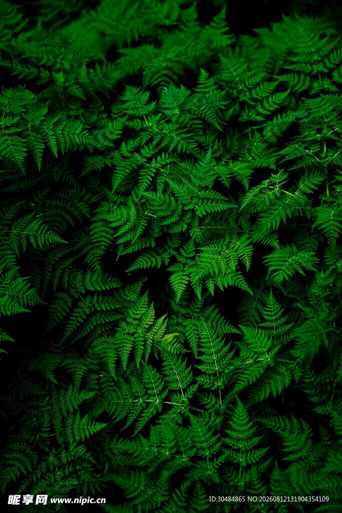 翠绿蕨类植物特写