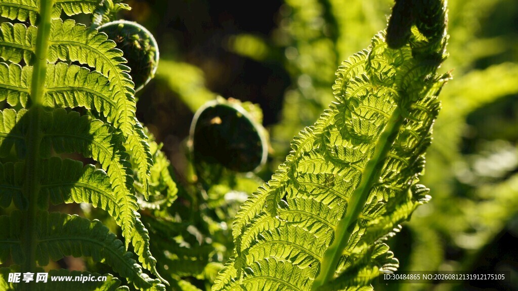 阳光下的蕨类植物嫩芽