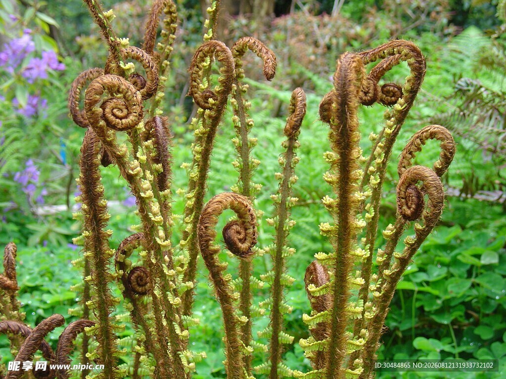 卷曲的蕨类植物特写