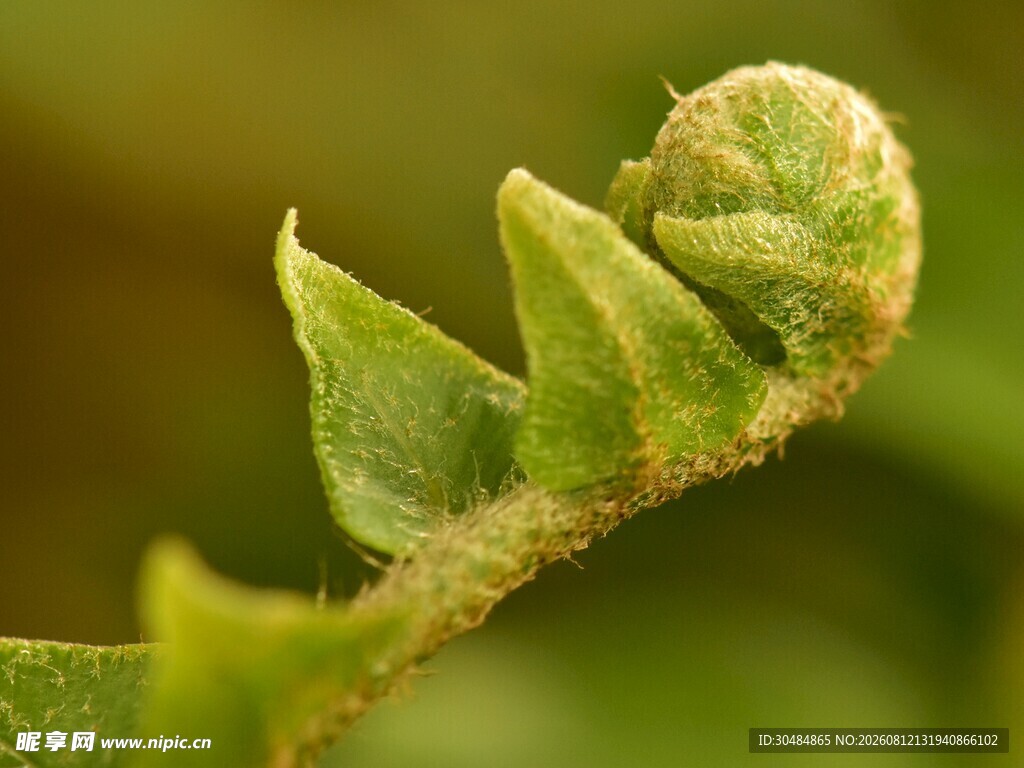 卷曲的嫩绿蕨类植物叶片