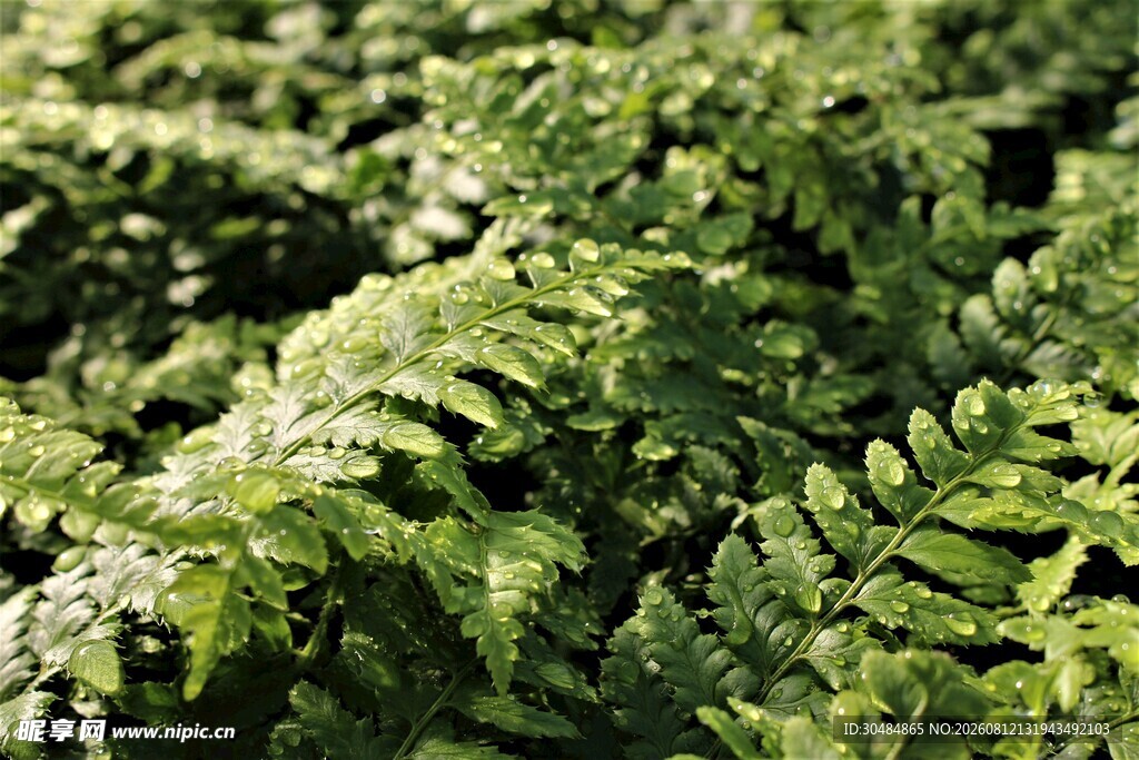 翠绿蕨类植物特写