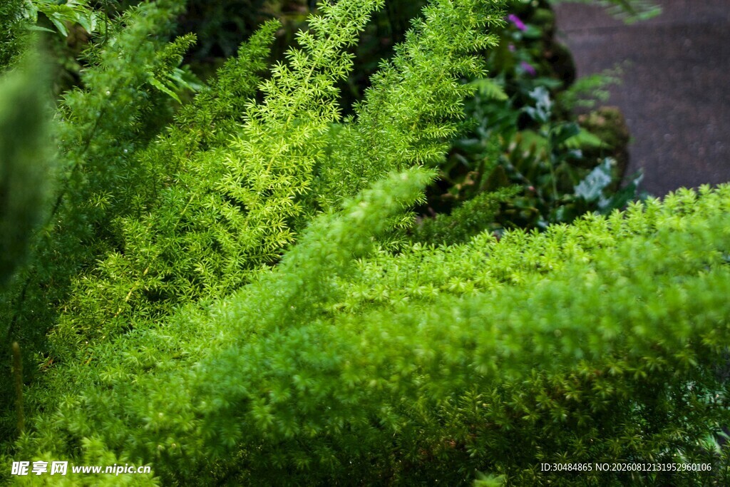 翠绿蕨类植物特写