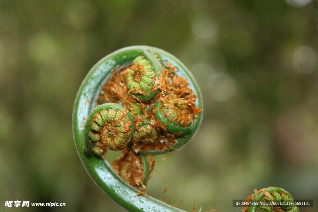 卷曲的蕨类植物嫩芽