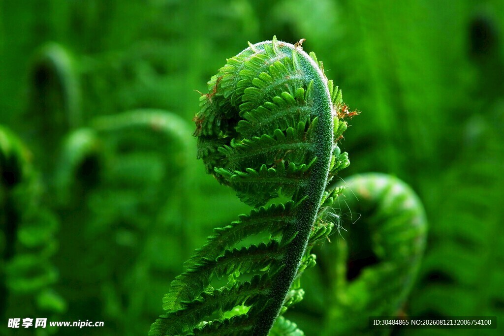 卷曲的嫩绿蕨类植物