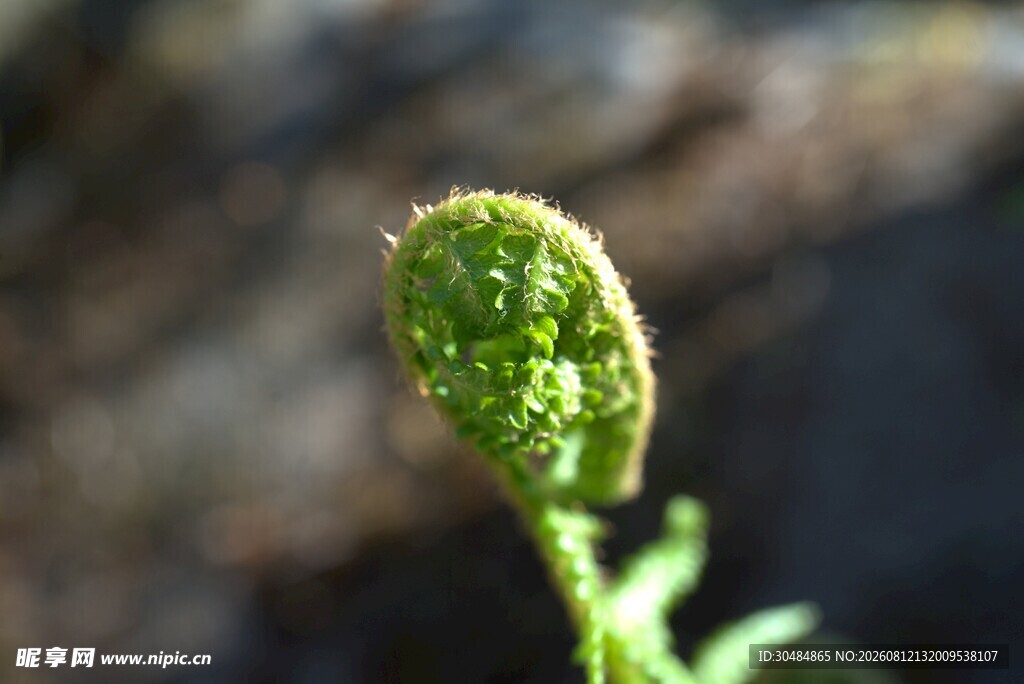 嫩绿卷曲的蕨类植物新芽