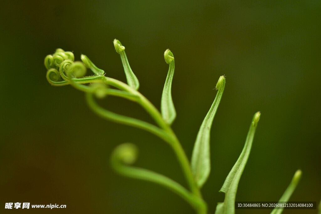 嫩绿蕨类植物特写