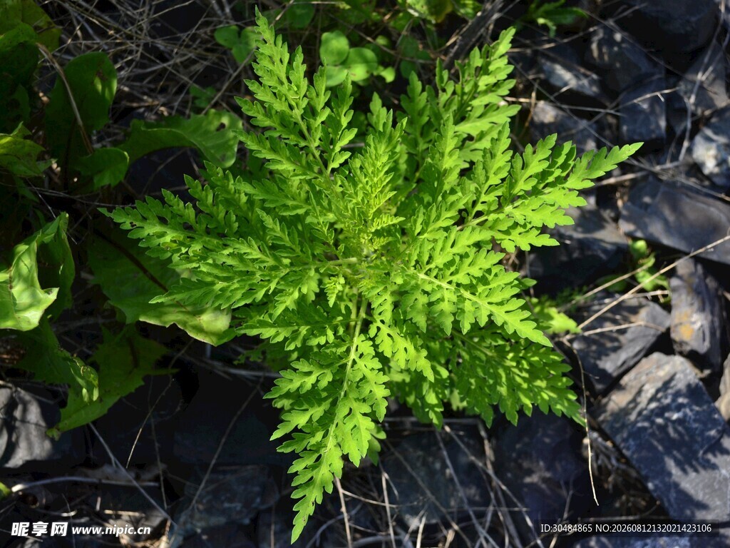 翠绿蕨类植物生机盎然