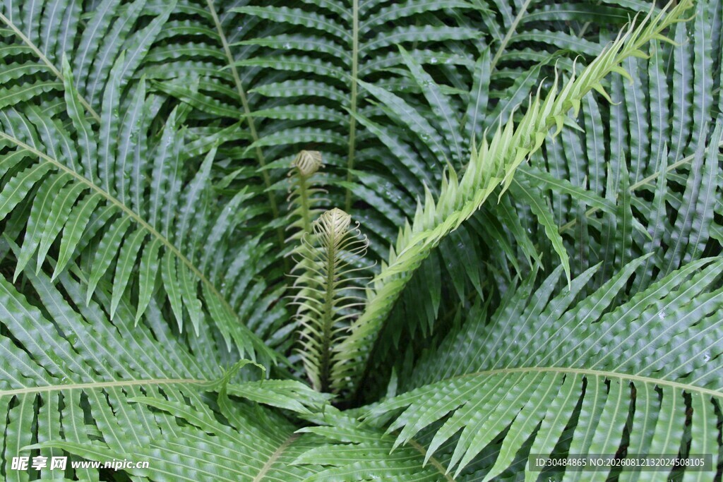 蕨类植物特写