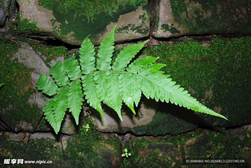 石缝中生长的翠绿蕨类植物
