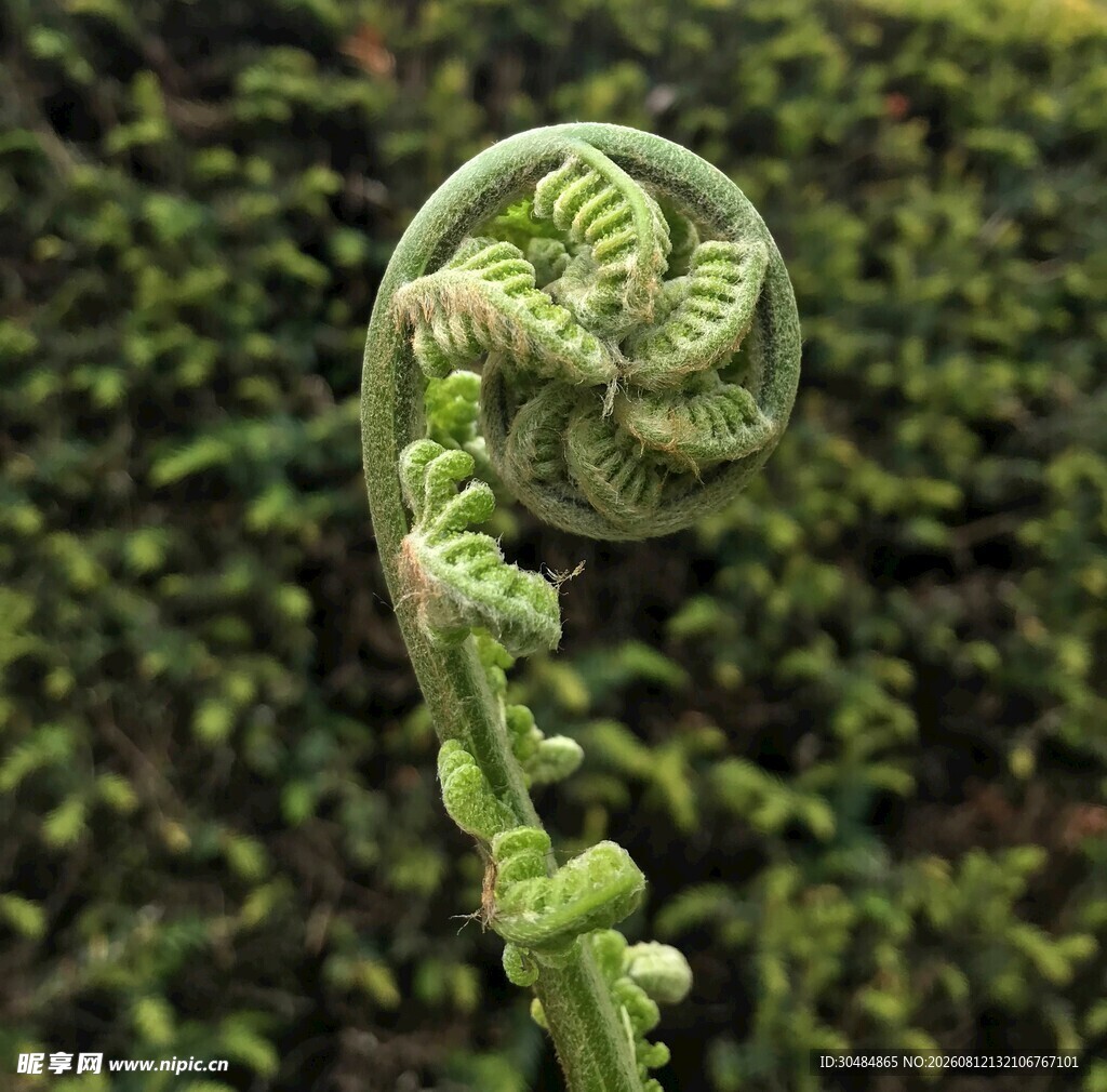 卷曲的蕨类植物嫩芽