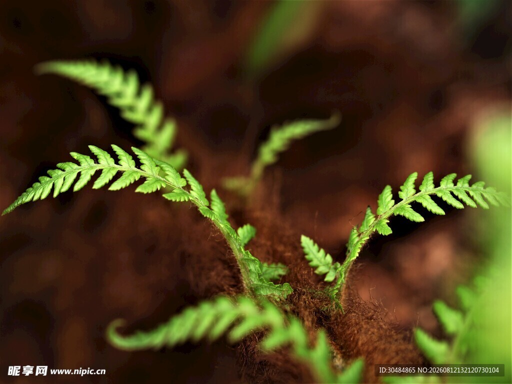 嫩绿蕨类植物破土而出