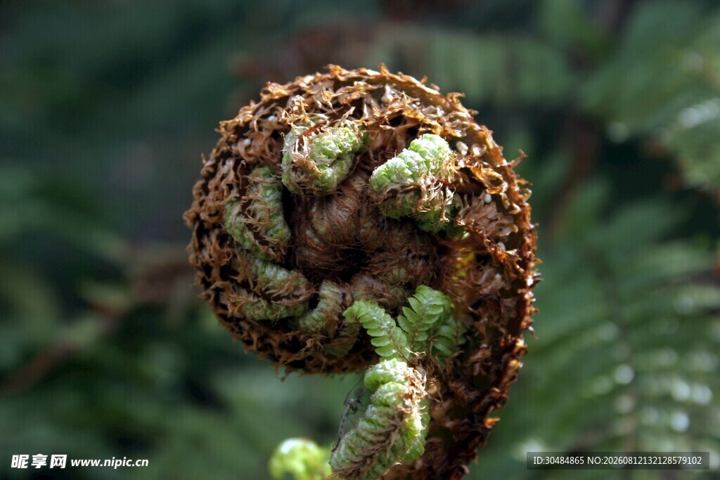卷曲的蕨类植物嫩芽