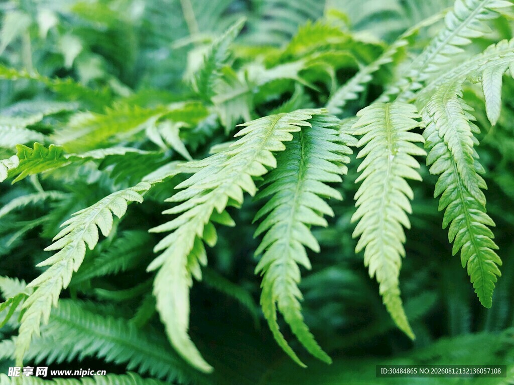翠绿蕨类植物特写
